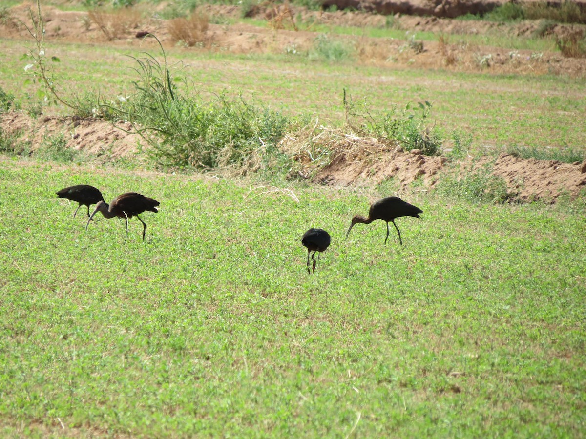 ibis americký - ML642787987