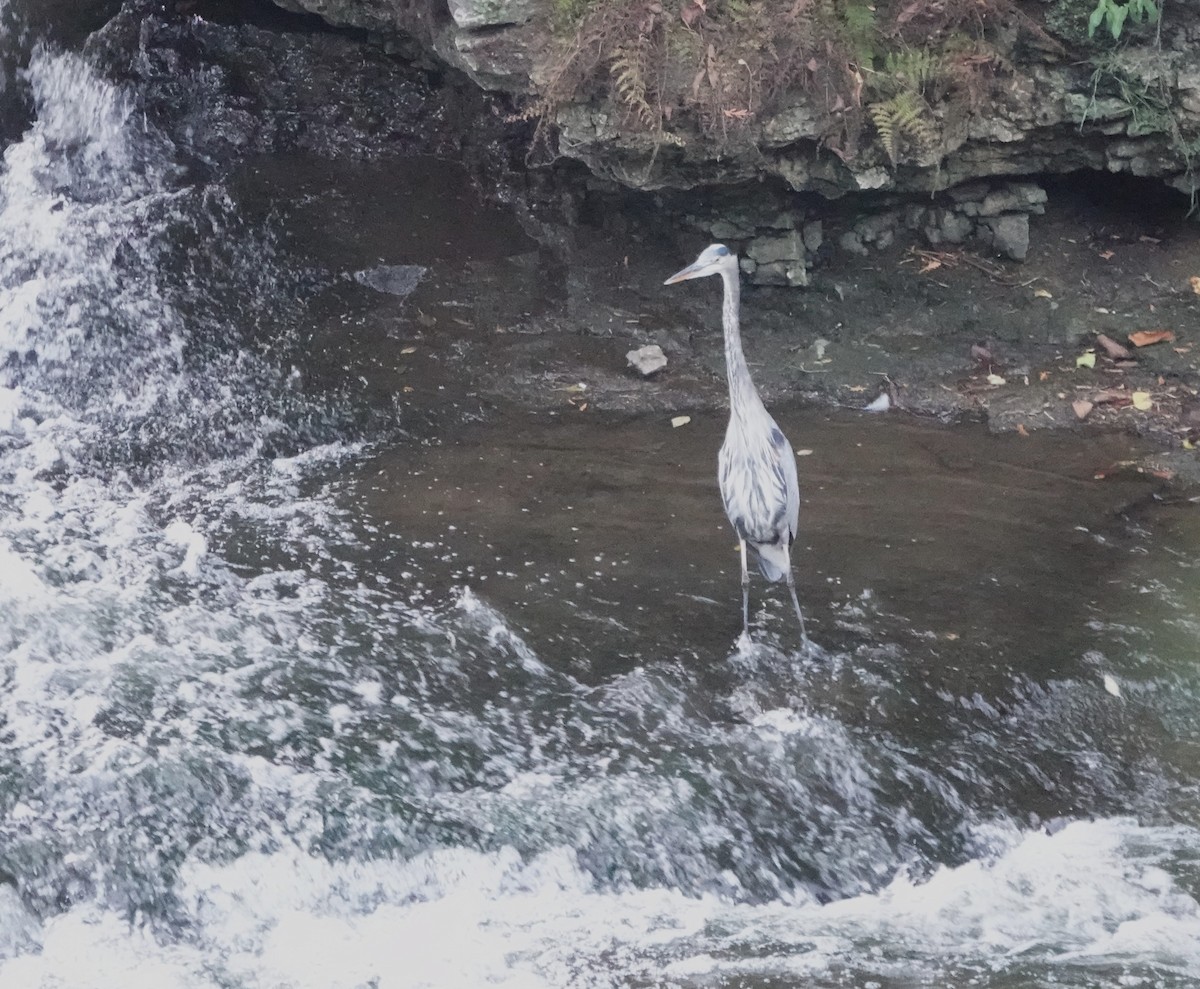 Great Blue Heron - ML642788000