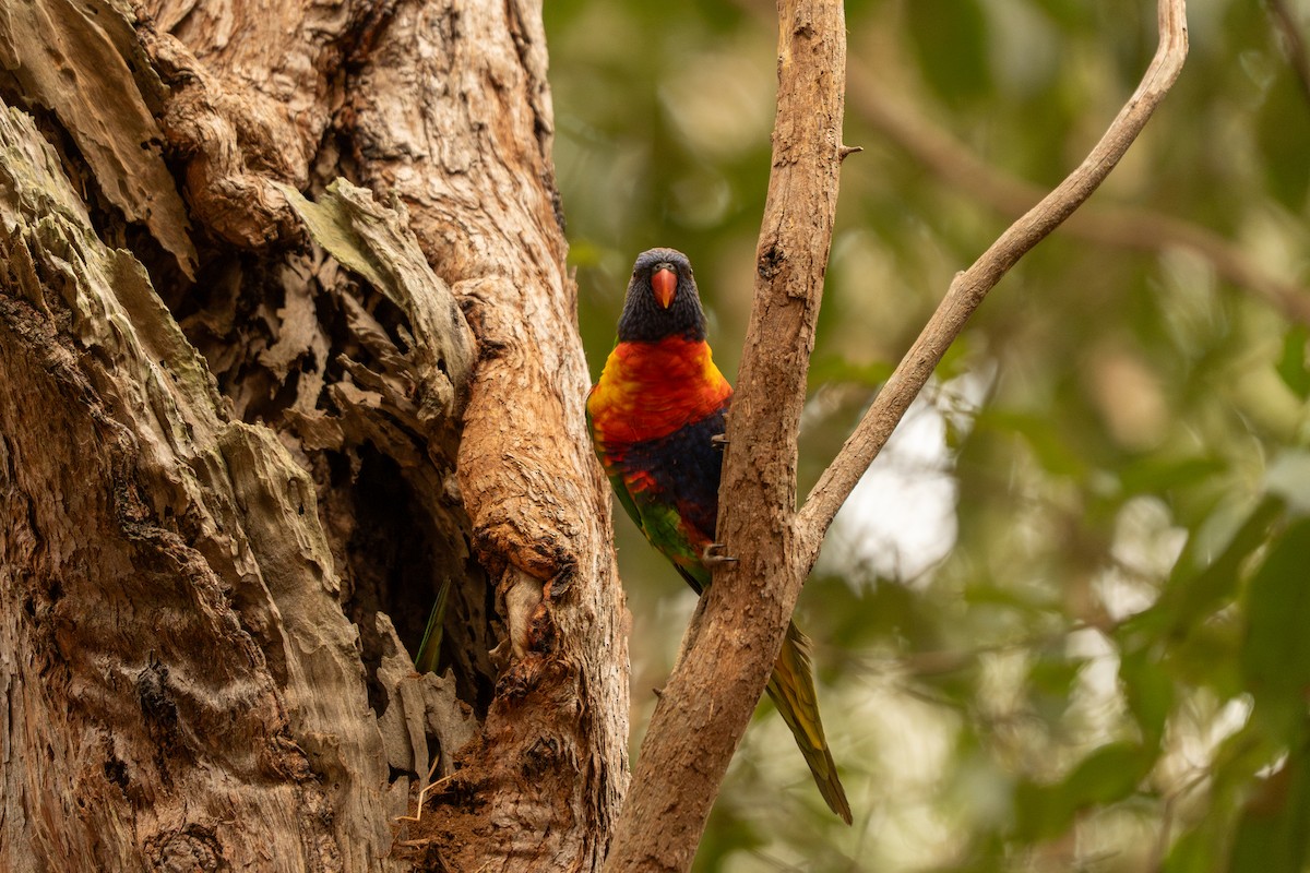 Rainbow Lorikeet - ML642788010
