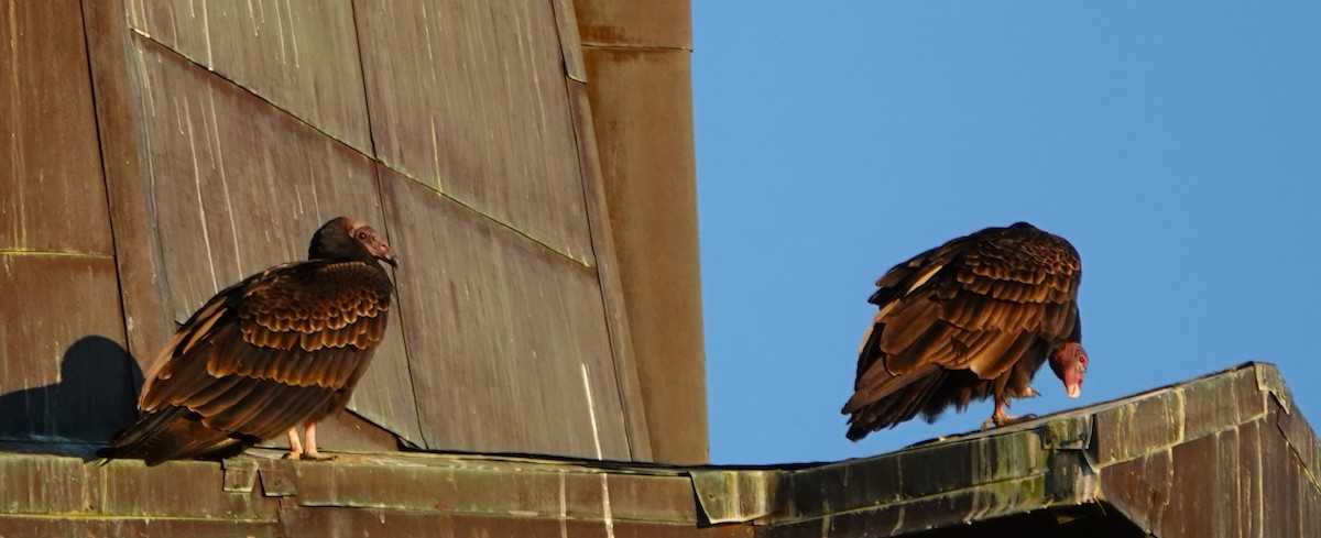 Turkey Vulture - ML642788012