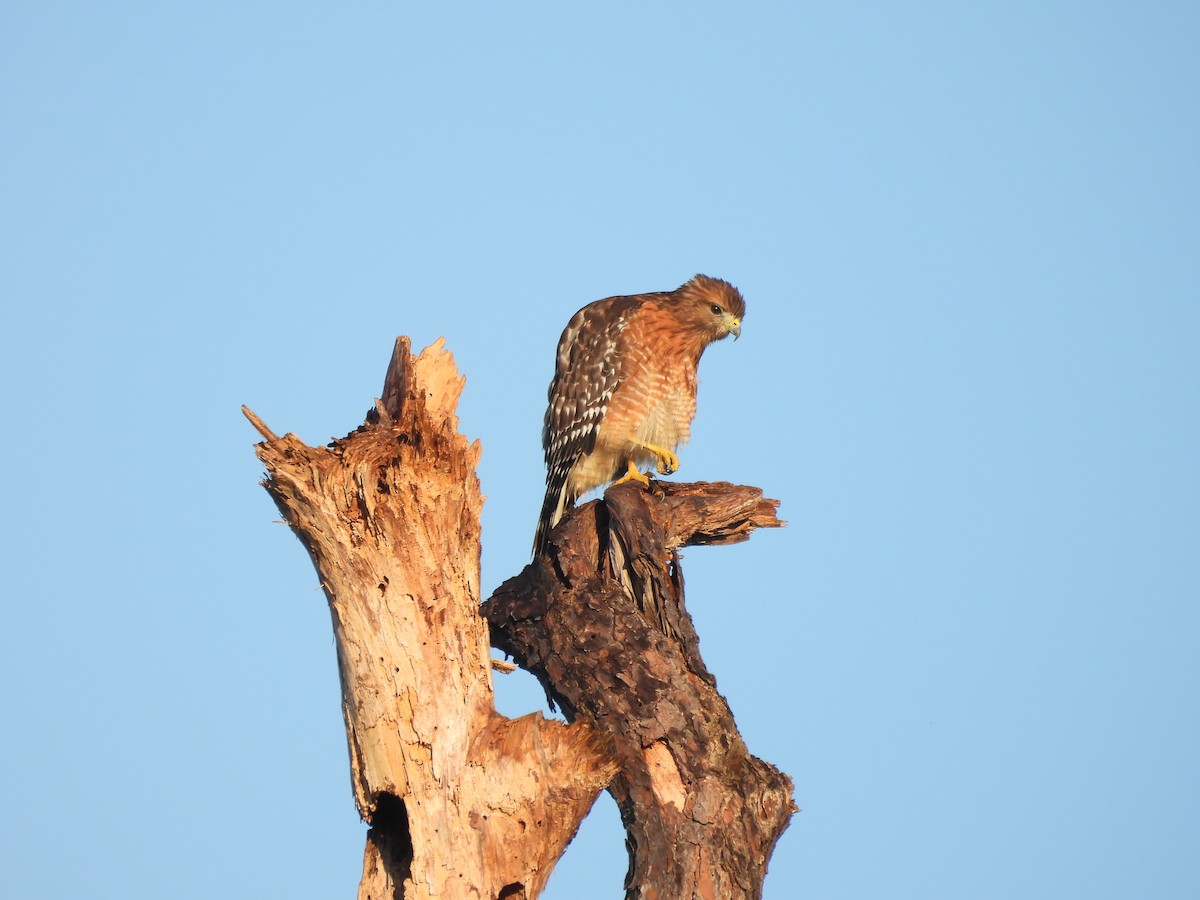 Red-shouldered Hawk - ML642788013