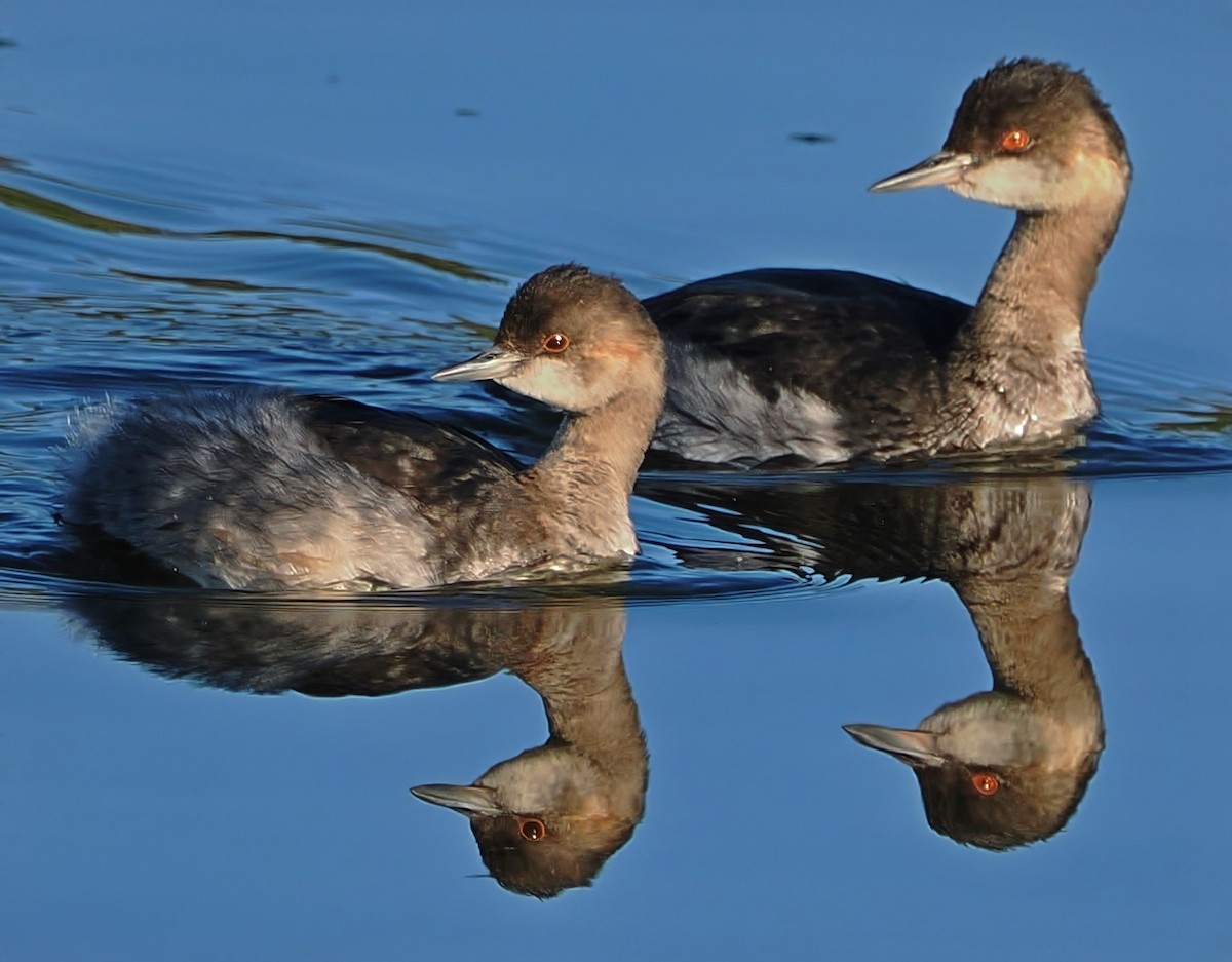 Eared Grebe - ML642788033
