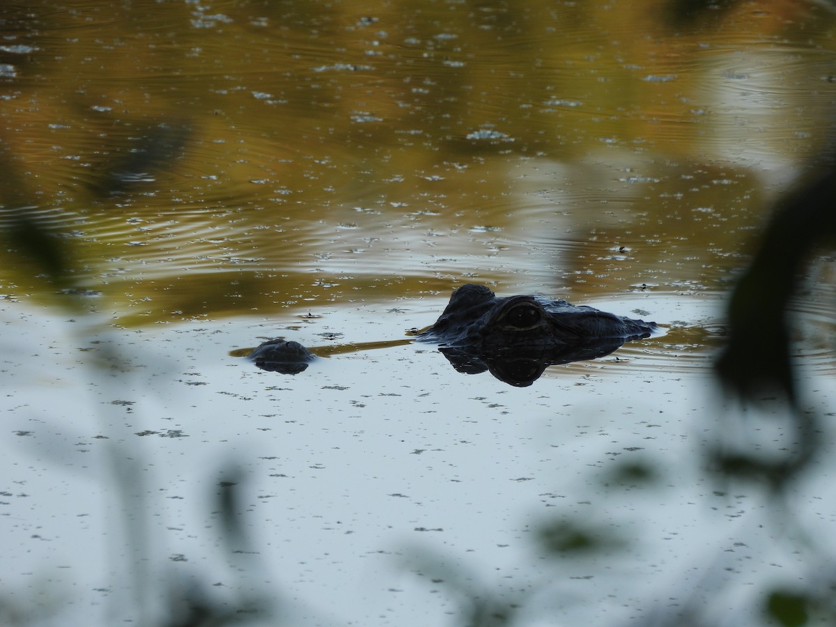 Animals - ML642788035