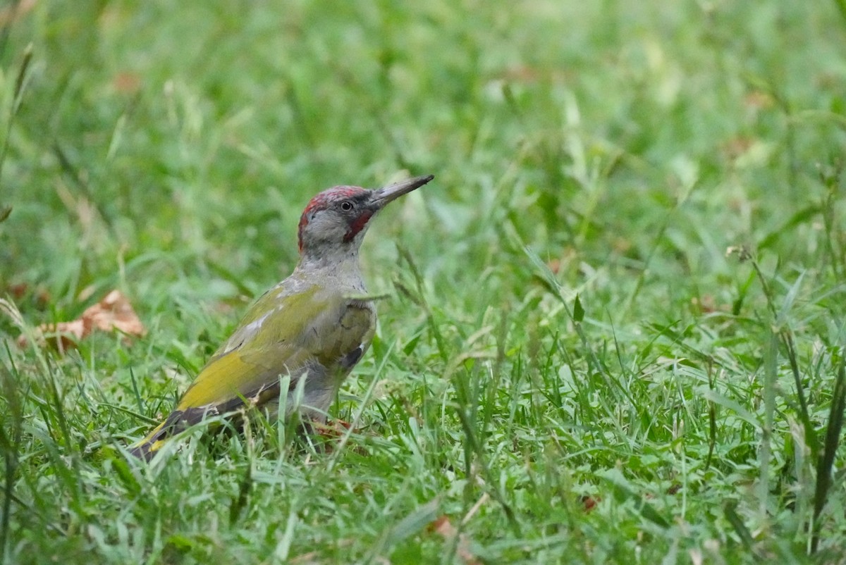 Iberian Green Woodpecker - ML642788038
