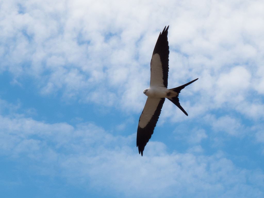 Swallow-tailed Kite - ML642788050