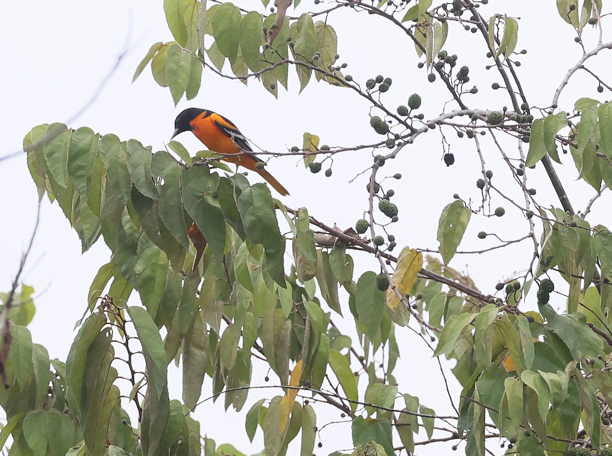 Baltimore Oriole - ML642788060