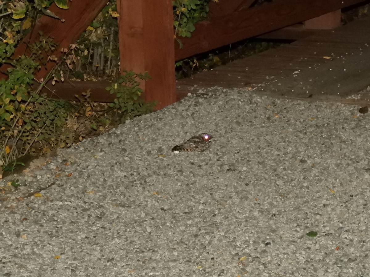 Common Poorwill - ML642788064