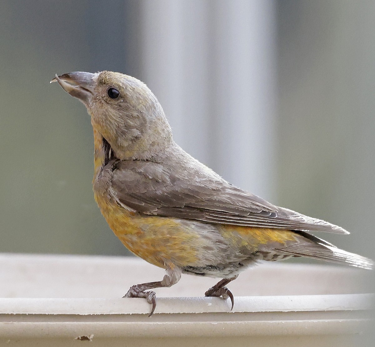 Red Crossbill (Ponderosa Pine or type 2) - ML642788077