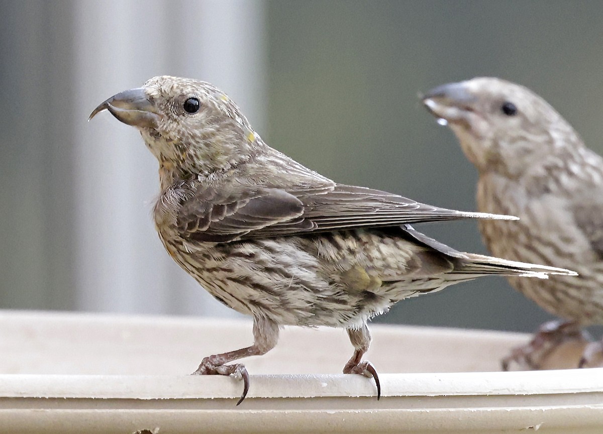 Red Crossbill (Ponderosa Pine or type 2) - ML642788078
