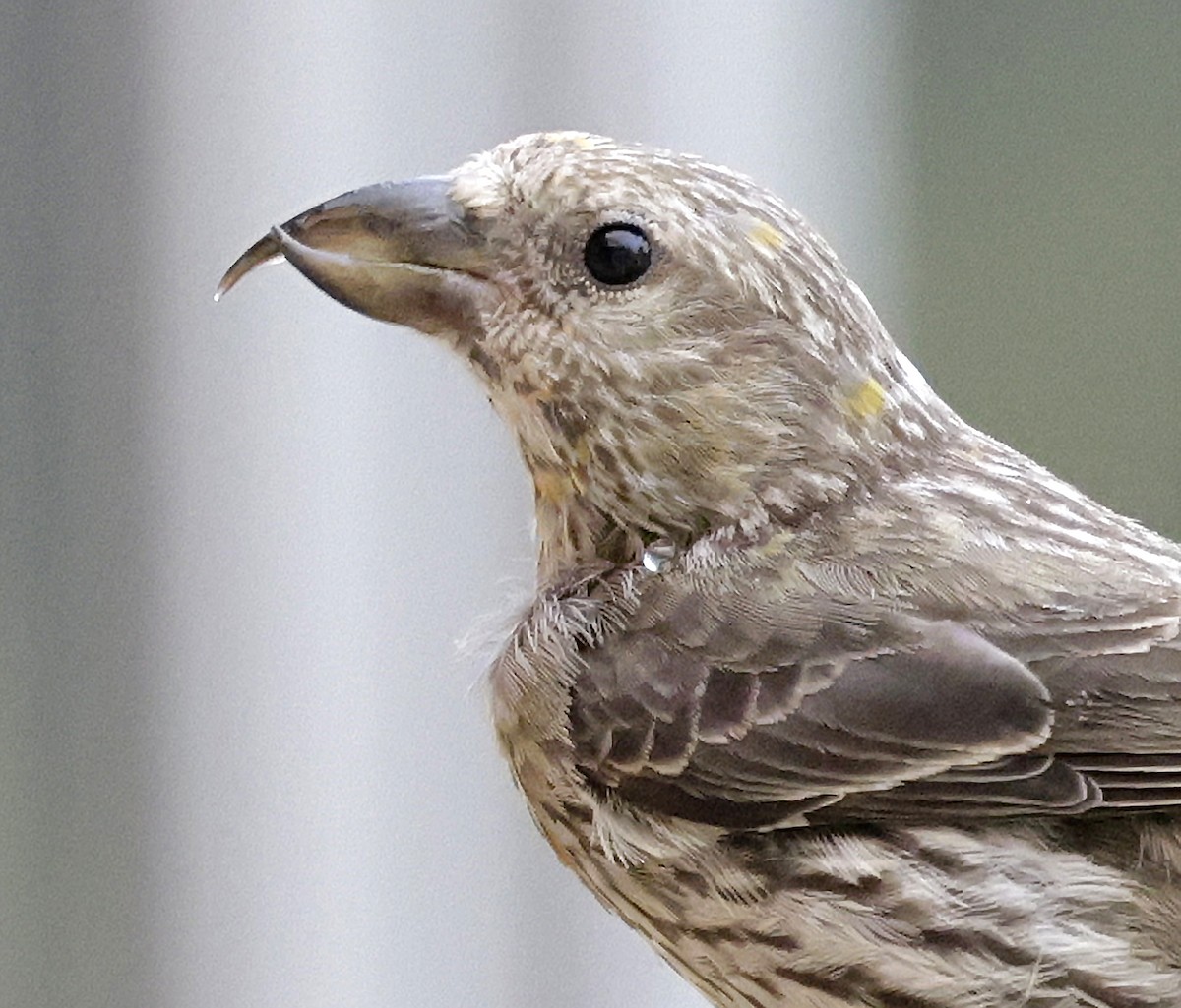 Red Crossbill (Ponderosa Pine or type 2) - ML642788079