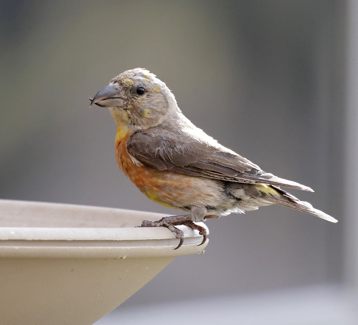 Red Crossbill (Ponderosa Pine or type 2) - ML642788080