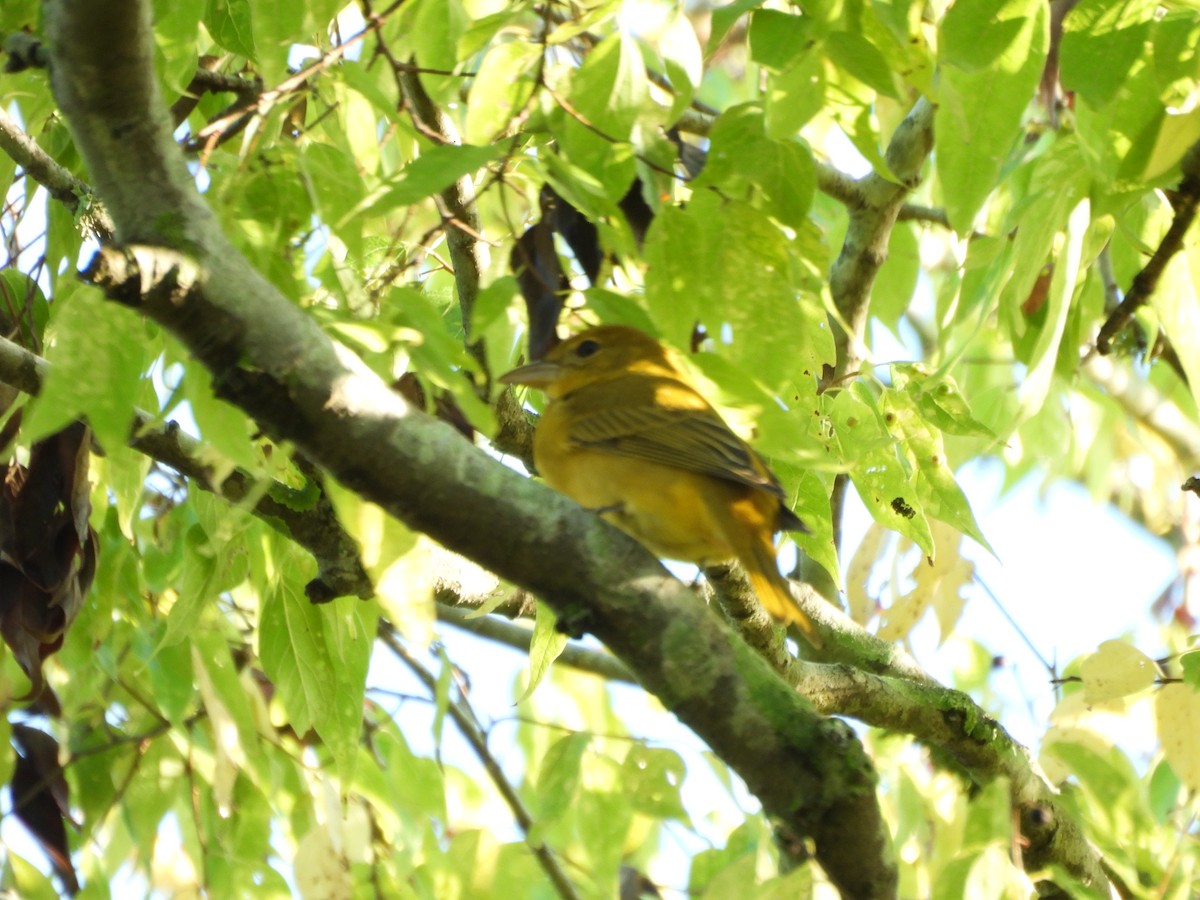 Summer Tanager - ML642788084