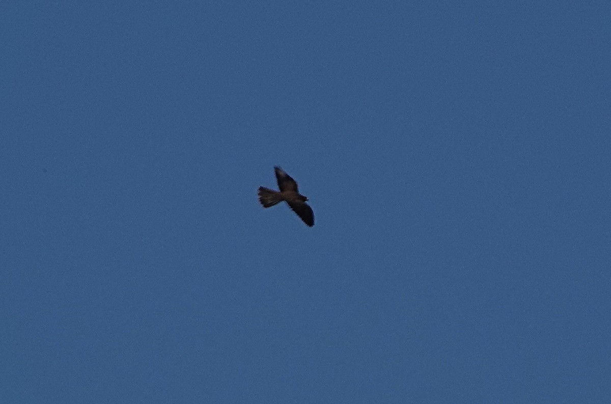 Black Falcon - ML642788085