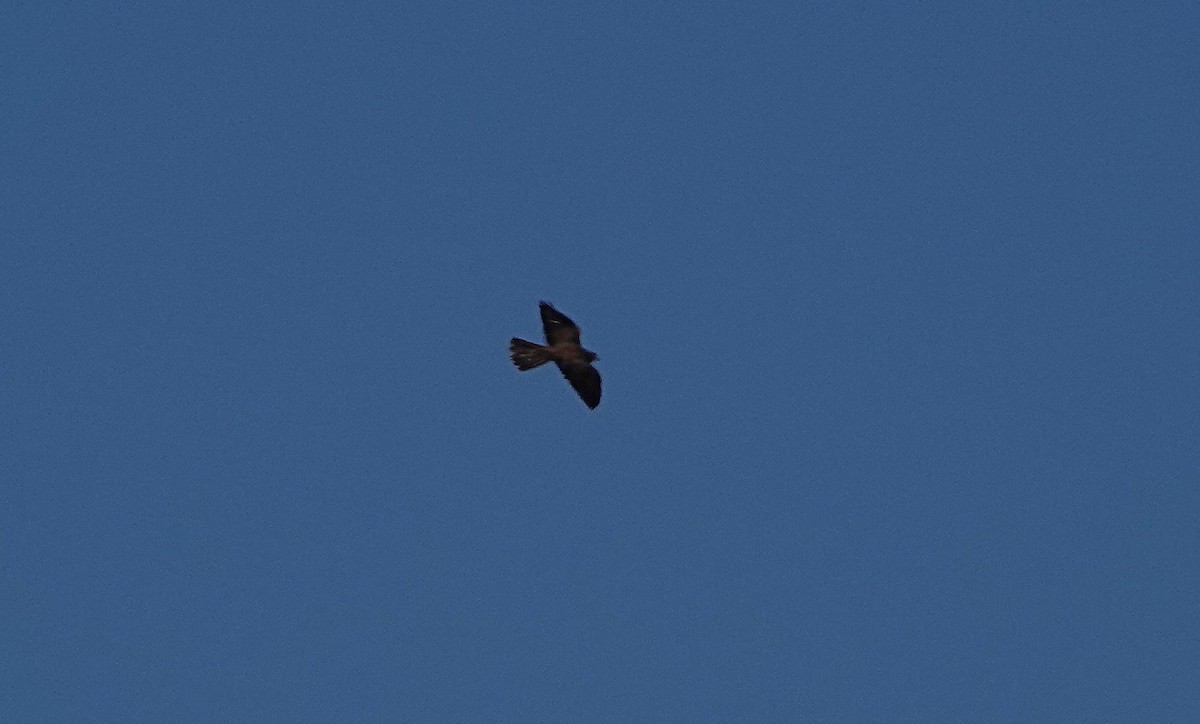 Black Falcon - ML642788086