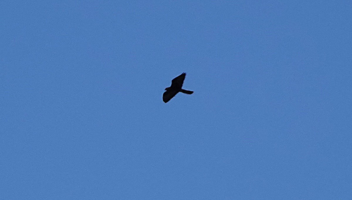 Black Falcon - ML642788087