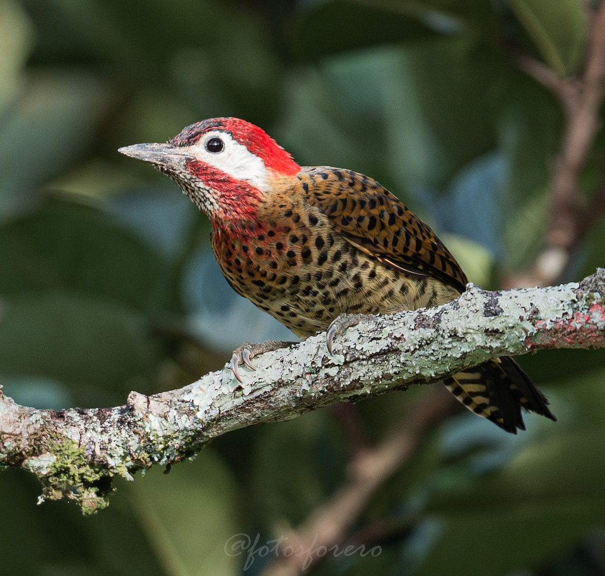 Spot-breasted Woodpecker - ML642788089