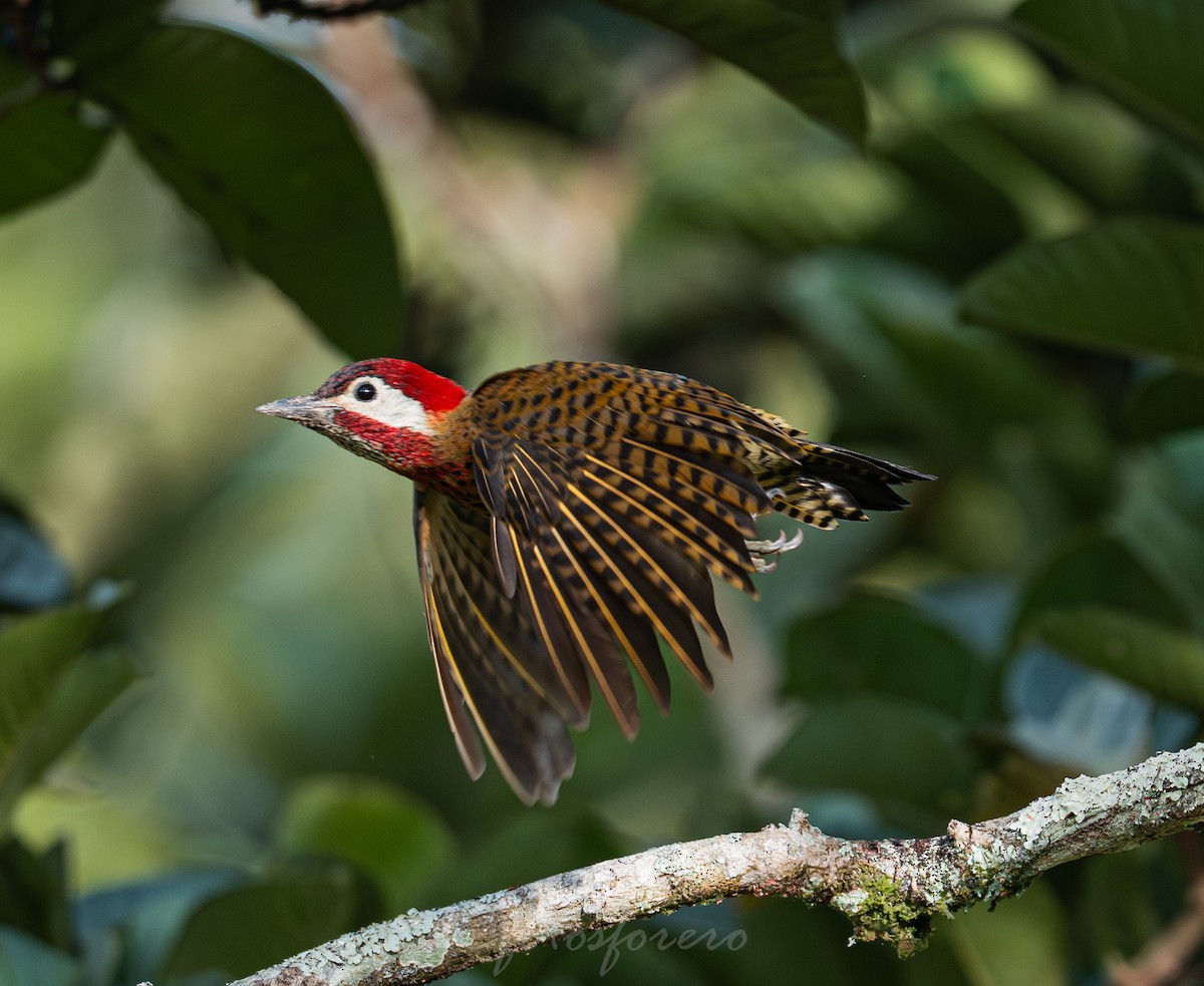 Spot-breasted Woodpecker - ML642788090