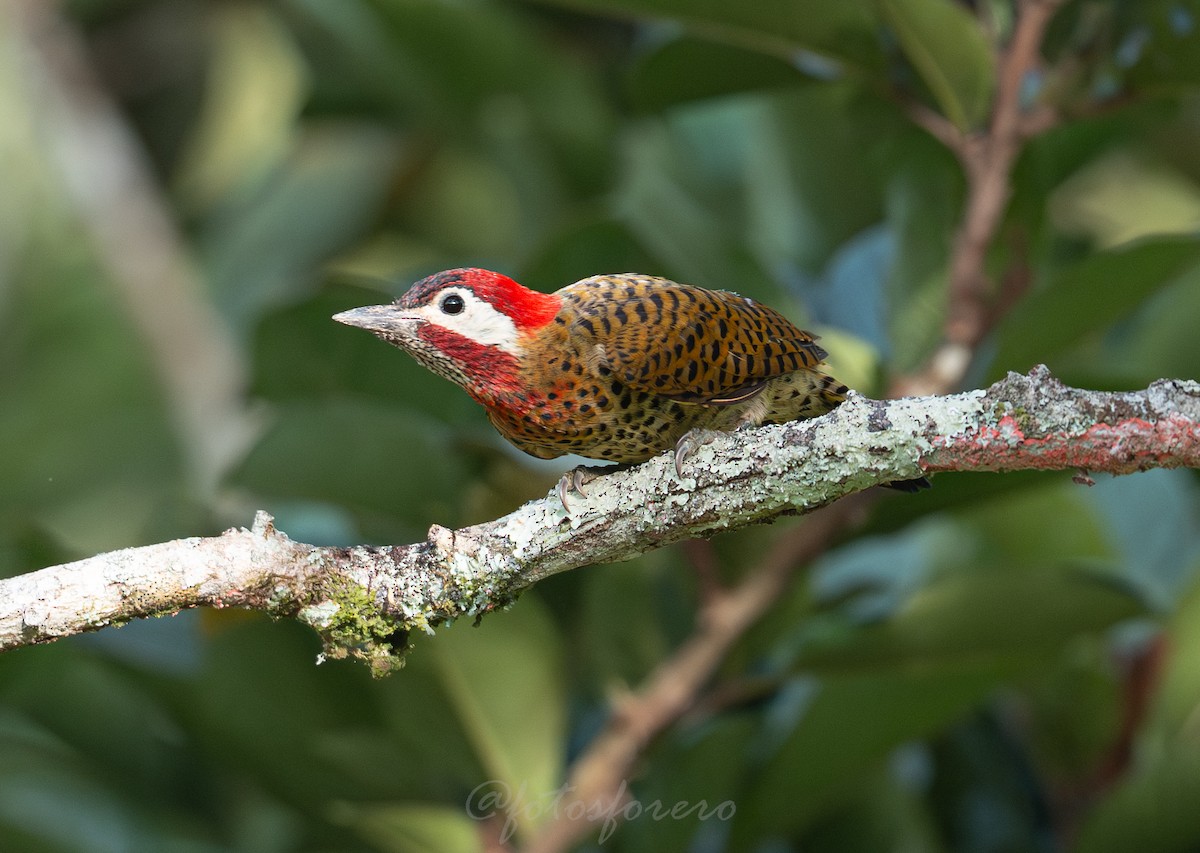 Spot-breasted Woodpecker - ML642788091