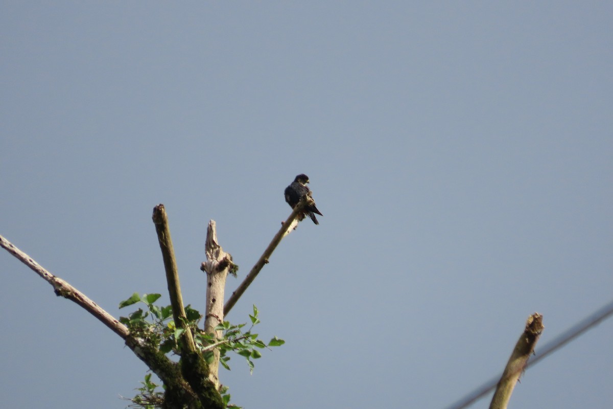 Bat Falcon - ML642788092
