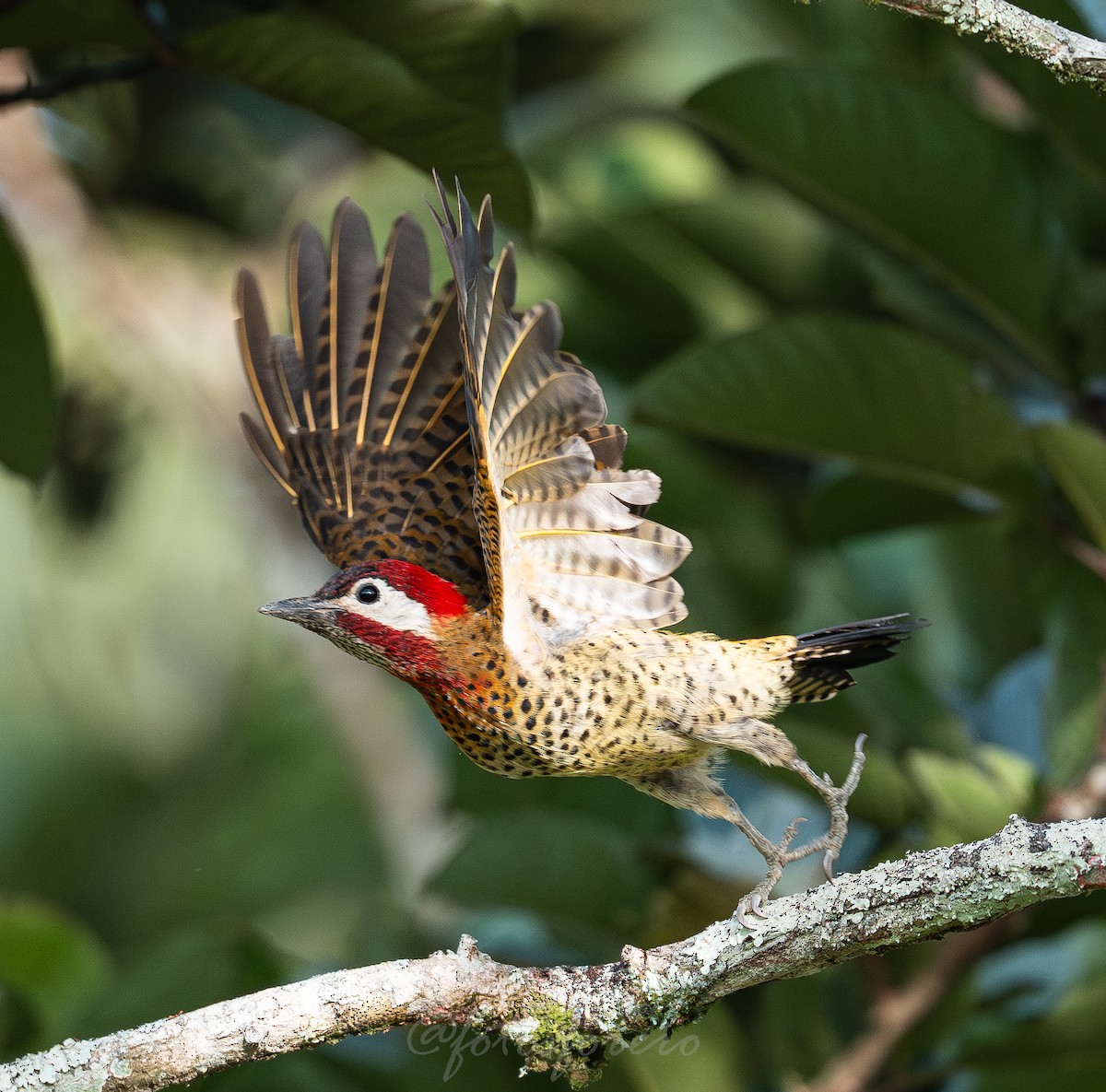 Spot-breasted Woodpecker - ML642788094