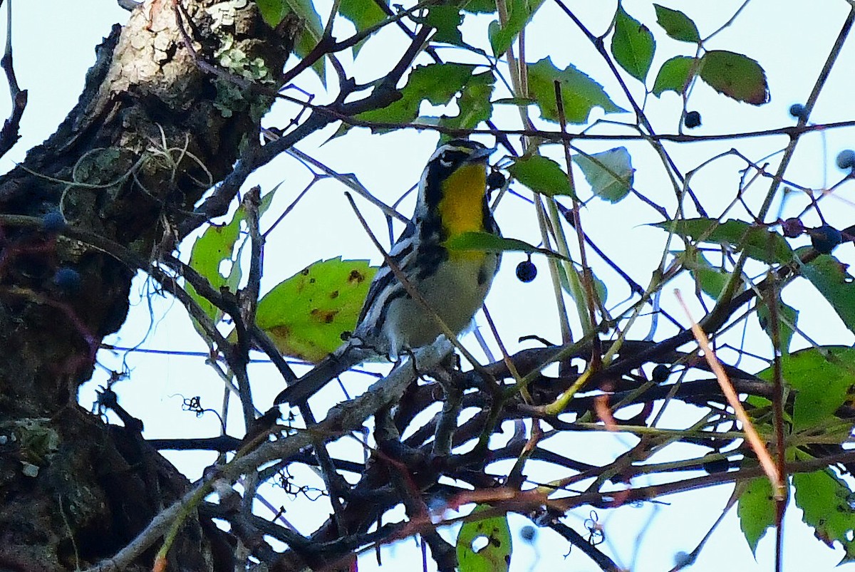 Yellow-throated Warbler - ML642788097