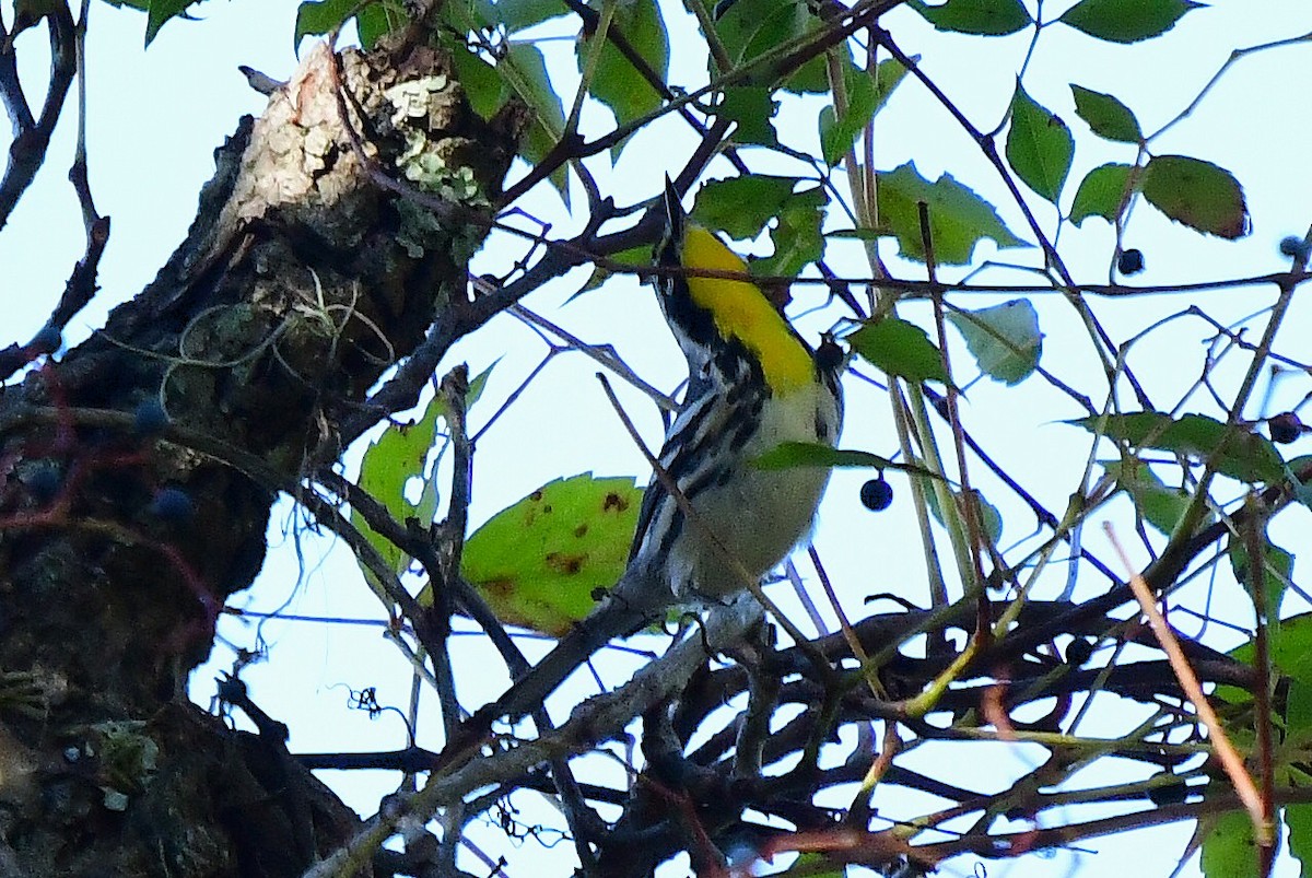 Yellow-throated Warbler - ML642788098