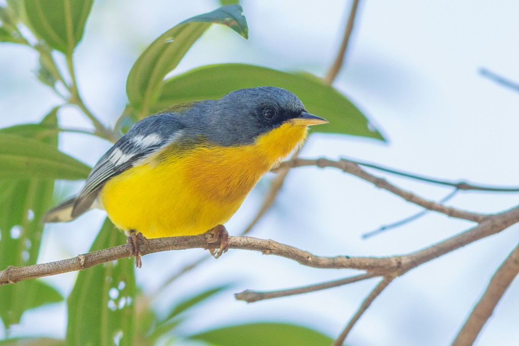 Tropical Parula - ML642788099