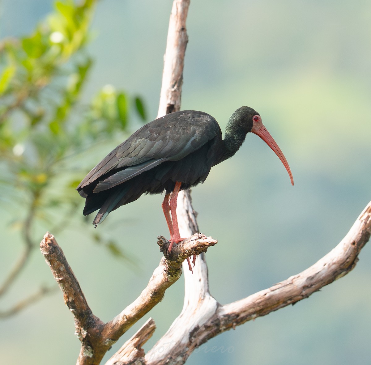 Bare-faced Ibis - ML642788114