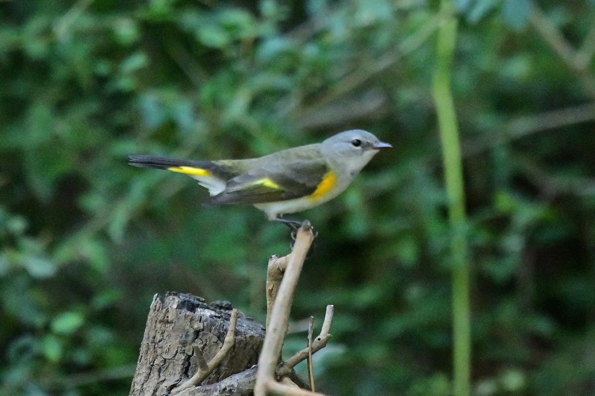 American Redstart - ML642788115