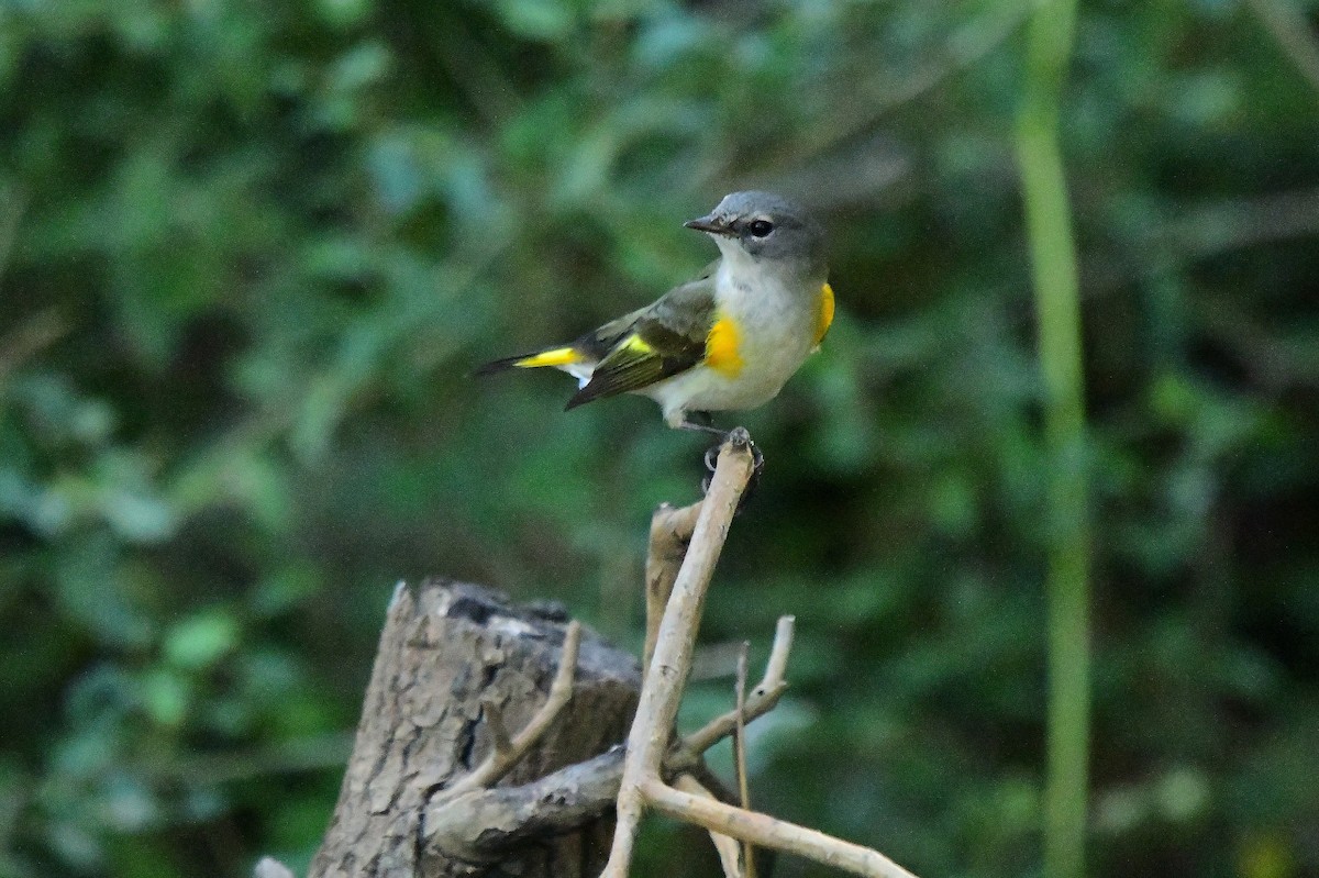 American Redstart - ML642788116