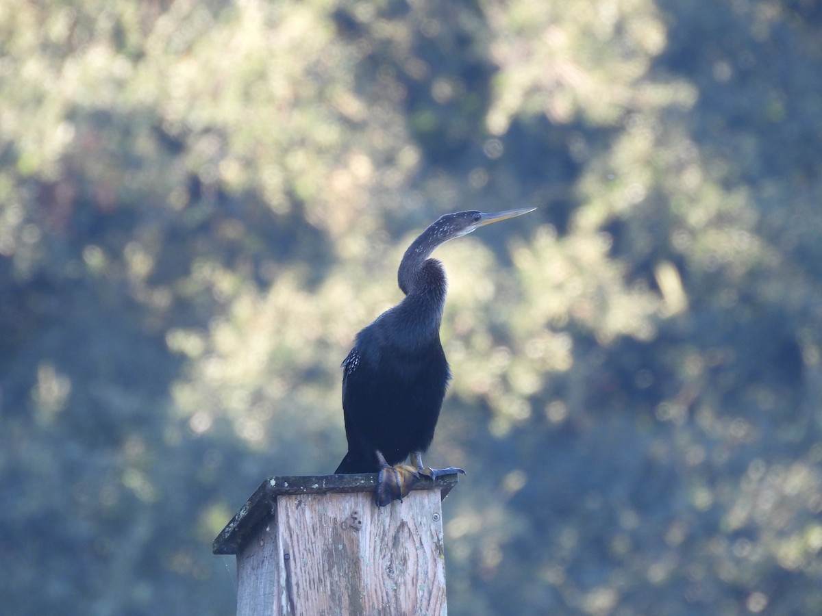Anhinga - ML642788117