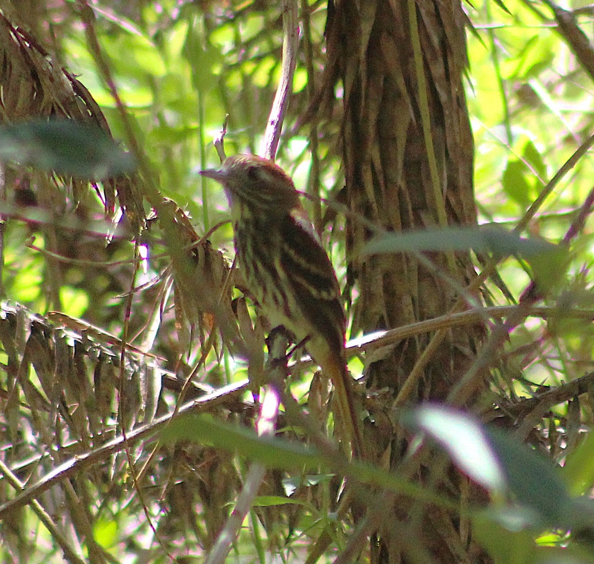 Blue-billed Black-Tyrant - ML642788131