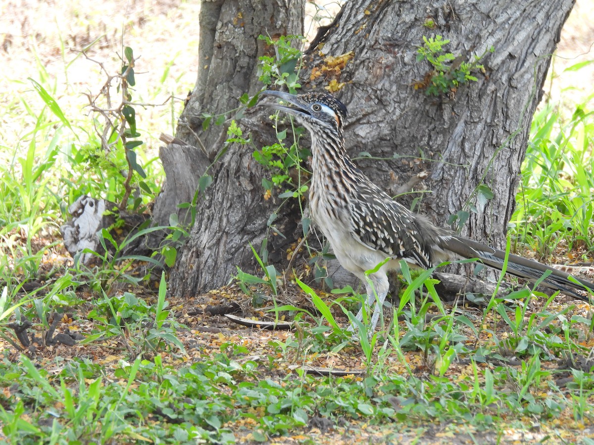 Greater Roadrunner - ML642788141