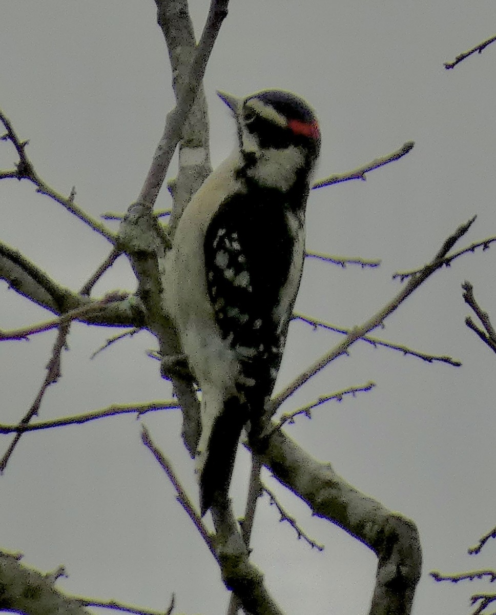 Downy Woodpecker - ML642788142