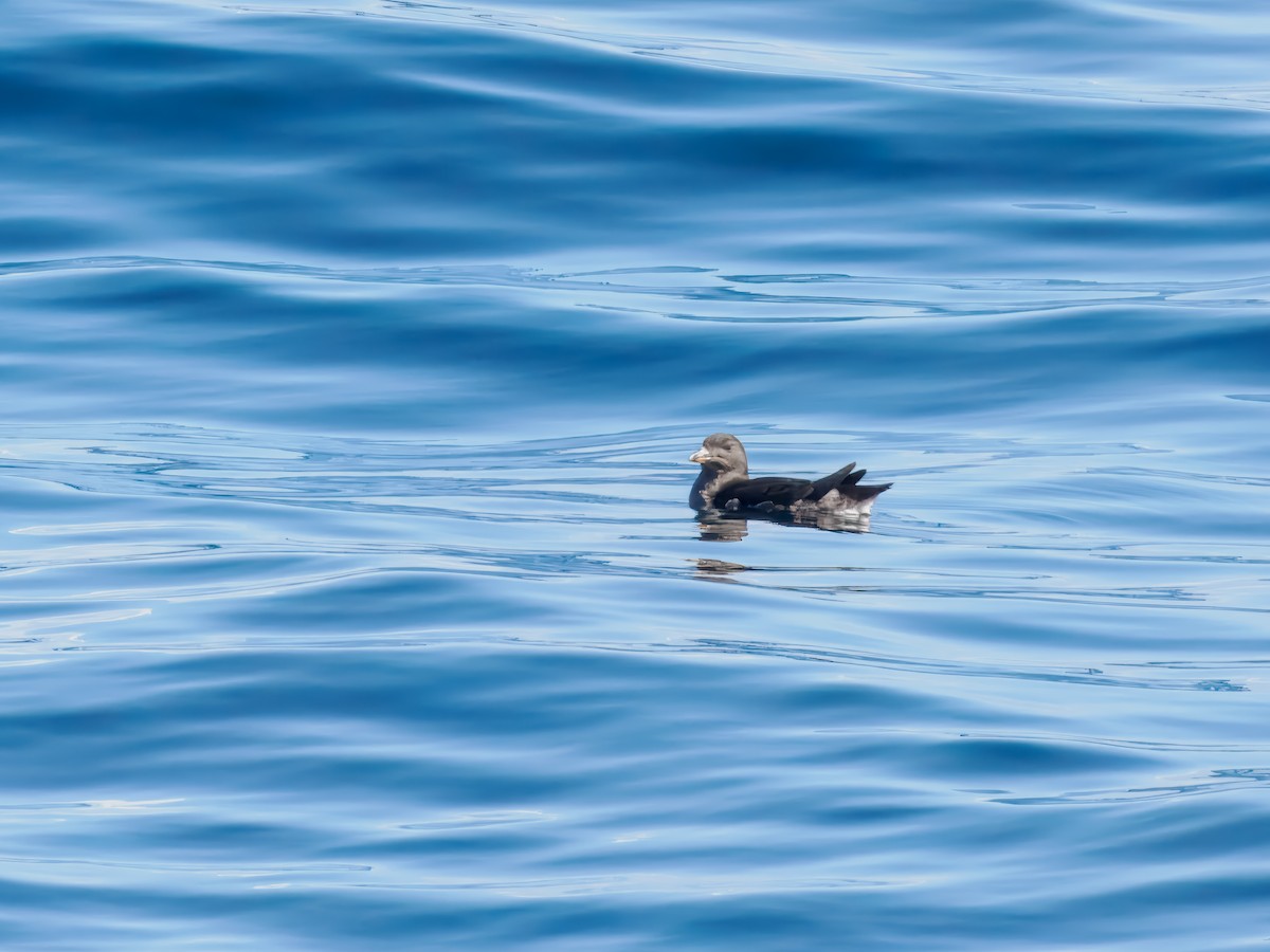 Rhinoceros Auklet - ML642788148