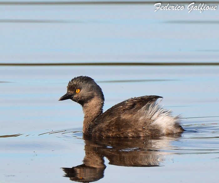 Least Grebe - ML642788154