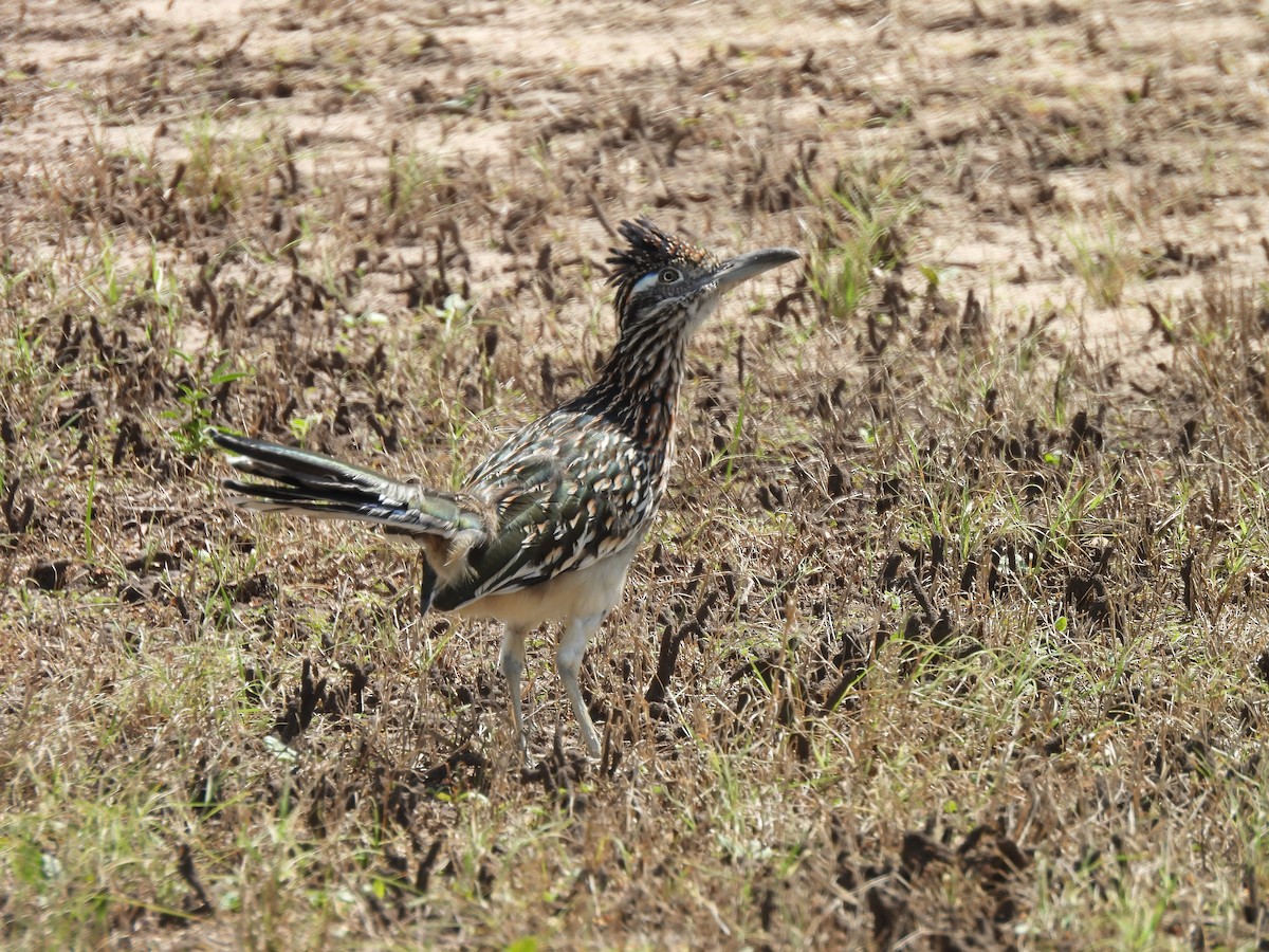 Greater Roadrunner - ML642788156