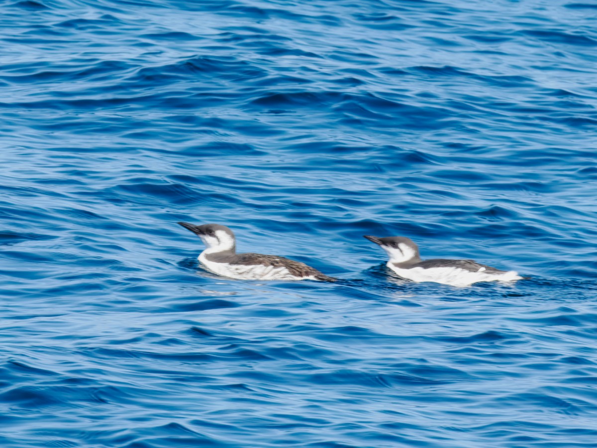 Common Murre - ML642788172