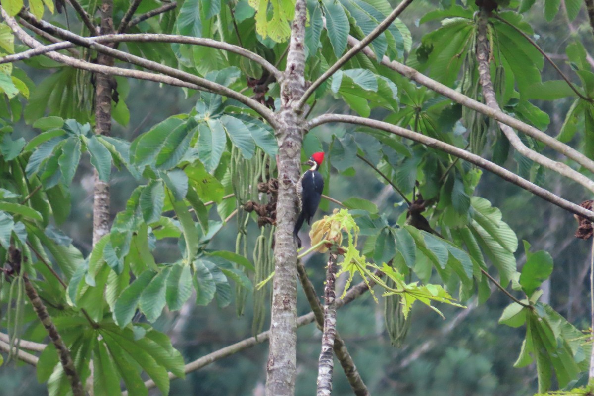 Lineated Woodpecker - ML642788174