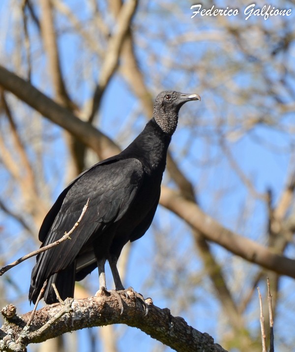 Black Vulture - ML642788181