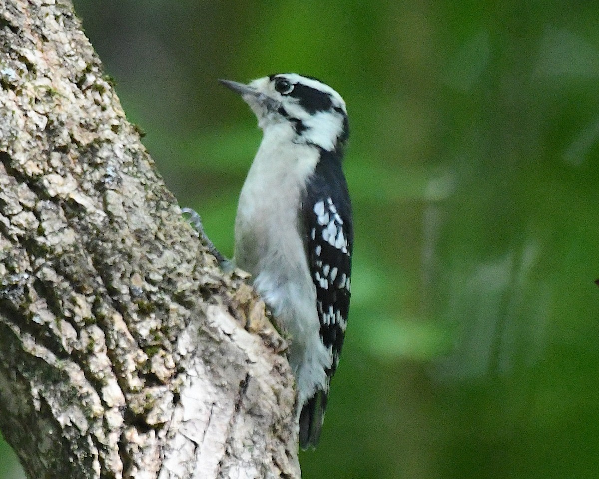 Downy Woodpecker (Eastern) - ML642788184