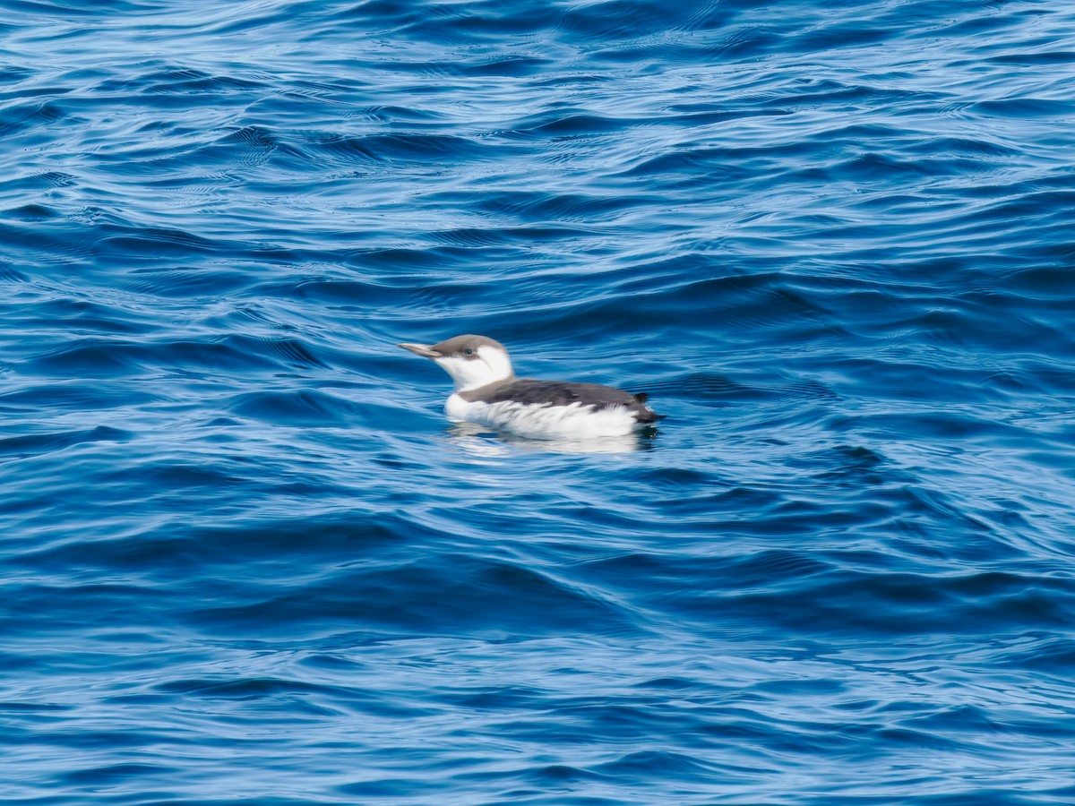 Common Murre - ML642788186