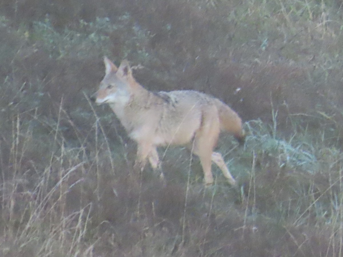 コヨーテ - ML642788193