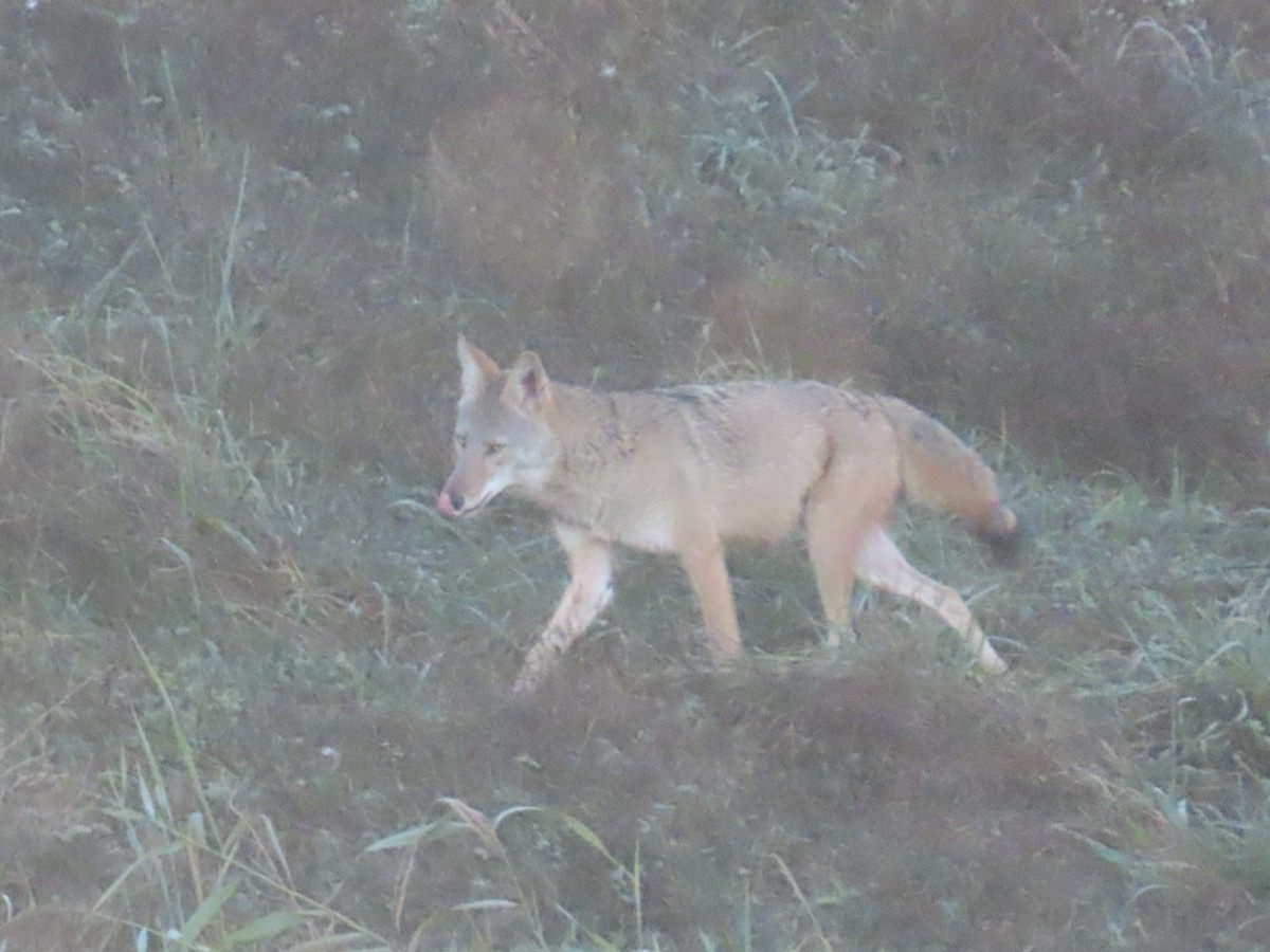 コヨーテ - ML642788194