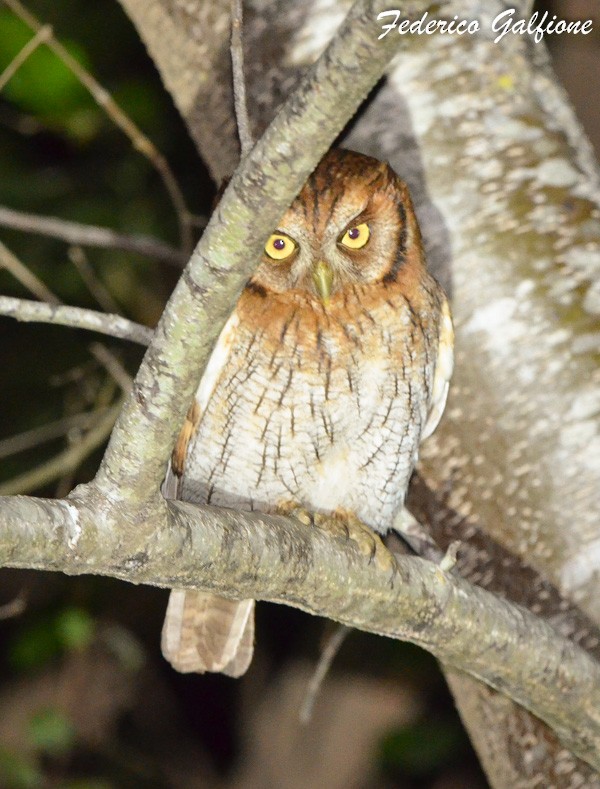 Tropical Screech-Owl - ML642788198