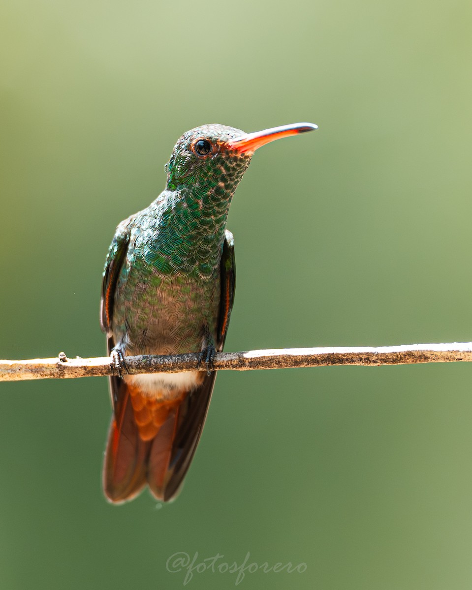 Rufous-tailed Hummingbird - ML642788210