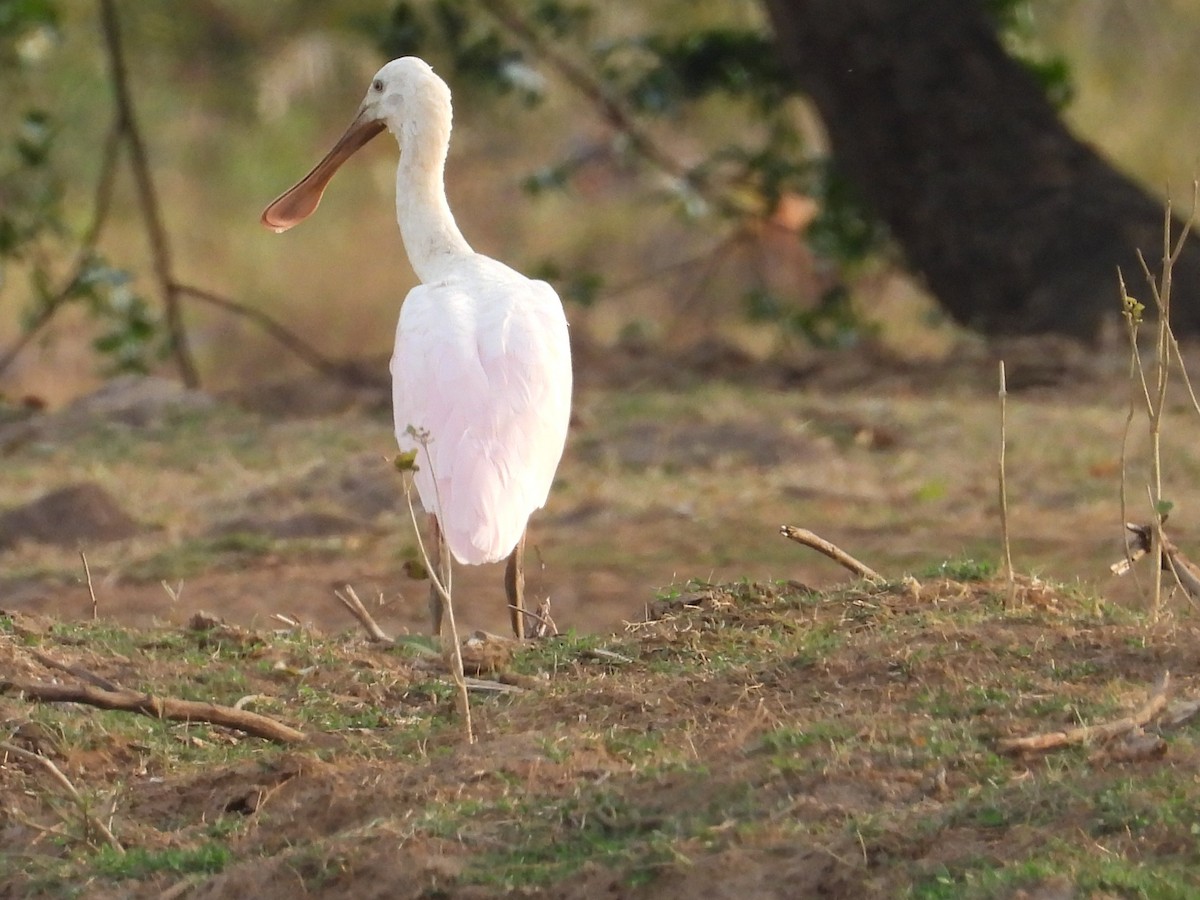 Roseate Spoonbill - ML642788215
