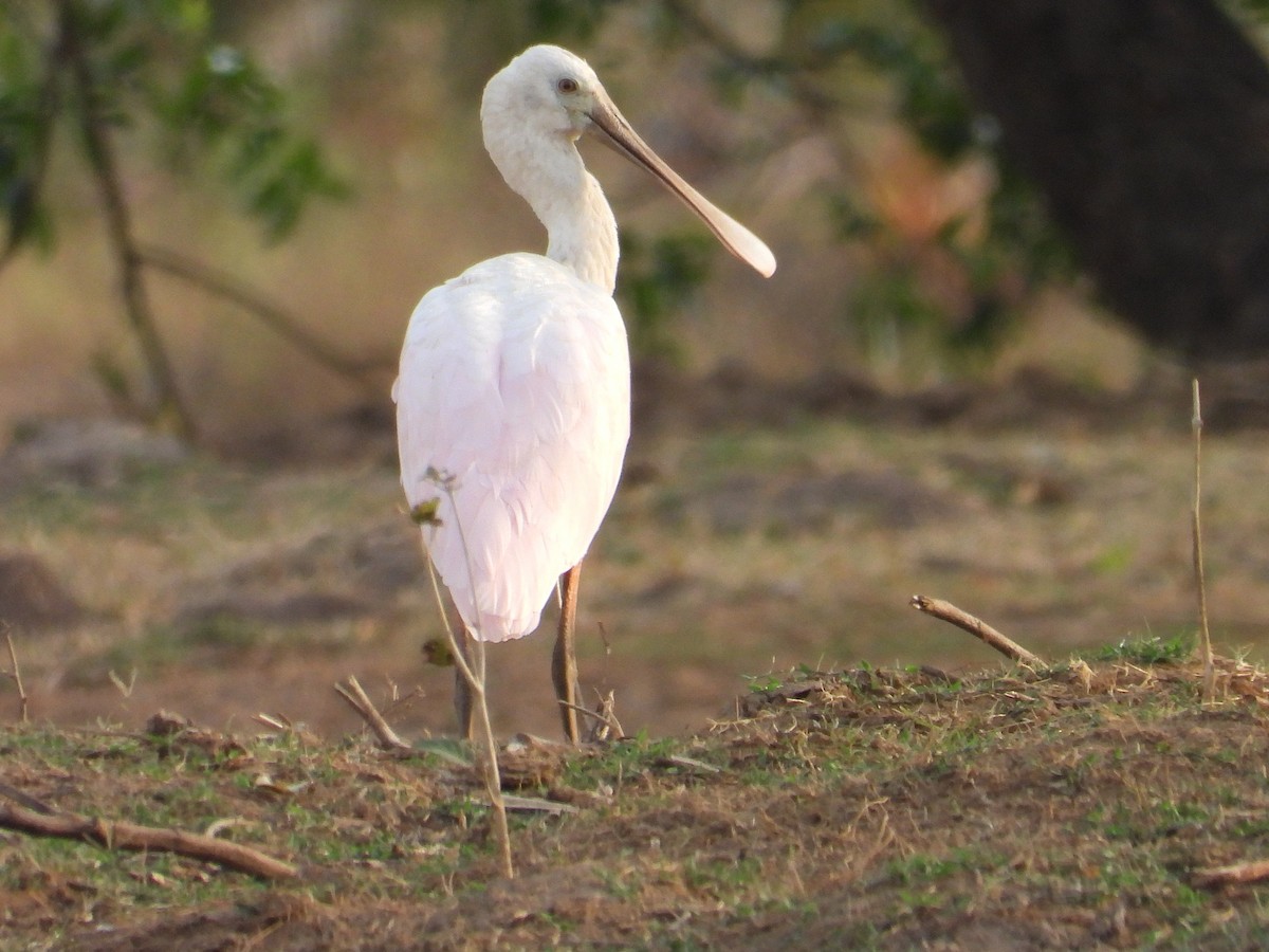 Roseate Spoonbill - ML642788216