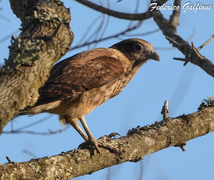 Yellow-headed Caracara - ML642788217