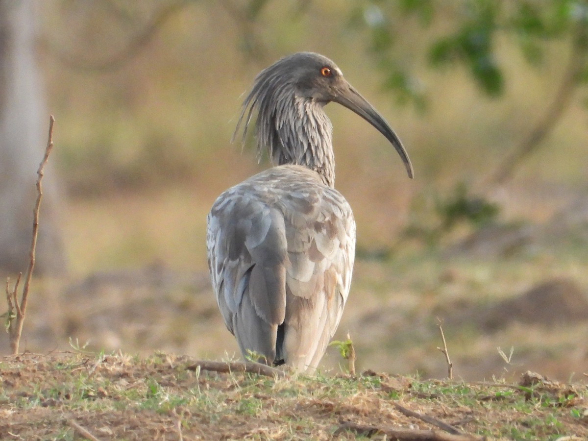 Plumbeous Ibis - ML642788226